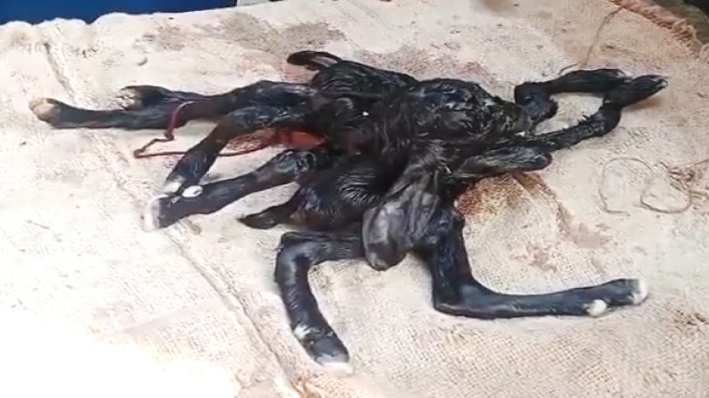 মণিরামপুরে ৮ পা নিয়ে ছাগলের জন্ম